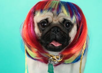 Una de cada siete parejas valencianas reconoce tener menos sexo por culpa de sus mascotas