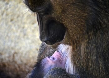 Nace un Dril en BIOPARC Valencia uno de los primates más amenazados de África