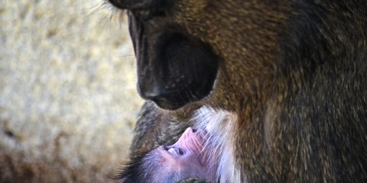 Nace un Dril en BIOPARC Valencia uno de los primates más amenazados de África