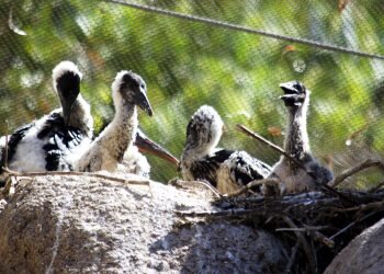 La primavera tiempo de familias en BIOPARC