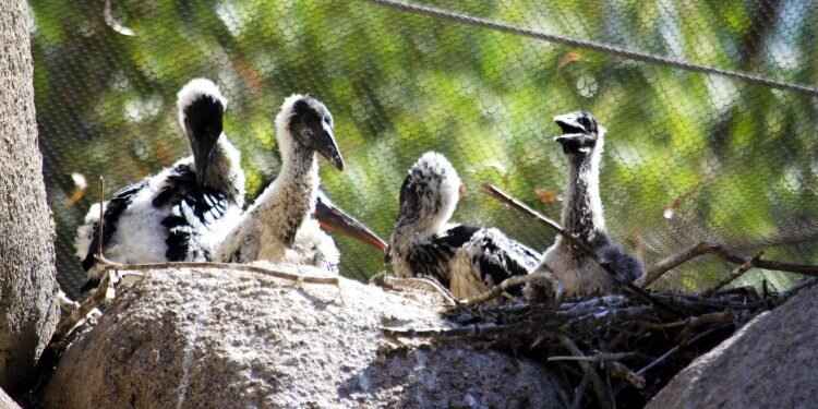 La primavera tiempo de familias en BIOPARC