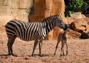 La cebra rescatada por sus cuidadores en BIOPARC Valencia se llama Milagritos