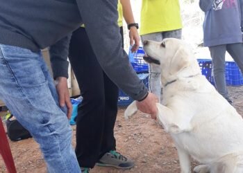 AFAV otorga los Premios Solidarios Alzheimer 2018 a la Fundación Acavall y al voluntario Paco Silvestre