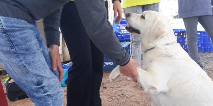 AFAV otorga los Premios Solidarios Alzheimer 2018 a la Fundación Acavall y al voluntario Paco Silvestre