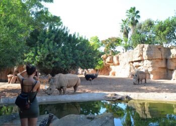 BIOPARC Valencia se consolida como destino para los turistas nacionales e internacionales de la ciudad.