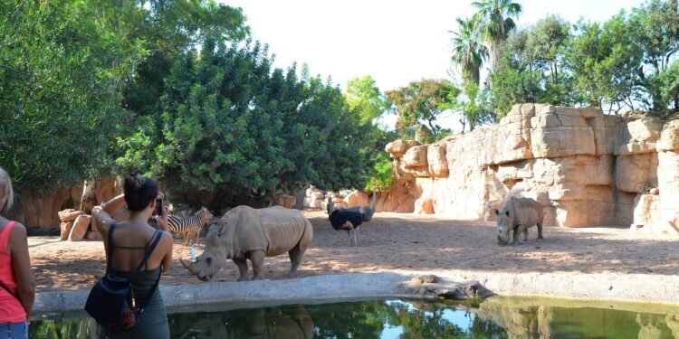 BIOPARC Valencia se consolida como destino para los turistas nacionales e internacionales de la ciudad.