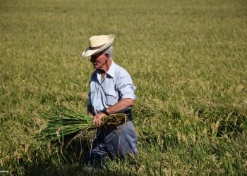 Séptima edición de la Fiesta de la Siega