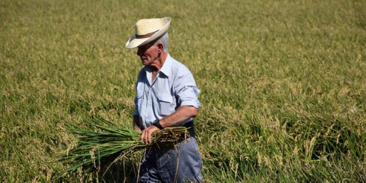 Séptima edición de la Fiesta de la Siega