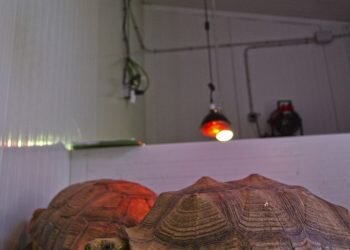 BIOPARC Valencia ofrece caldos calientes a los animales entre las medidas extraordinariascontra el frío