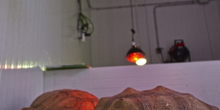 BIOPARC Valencia ofrece caldos calientes a los animales entre las medidas extraordinariascontra el frío