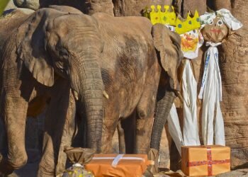 Los Reyes Magos adelantan sus regalos para los animales de BIOPARC Valencia