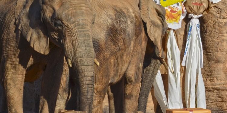 Los Reyes Magos adelantan sus regalos para los animales de BIOPARC Valencia