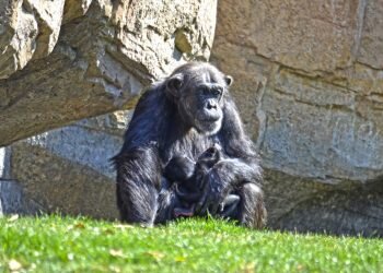 Este fin de semana BIOPARC Valencia celebra el 11º aniversario y comienzan a salir los “bebés” mellizos de chimpancé