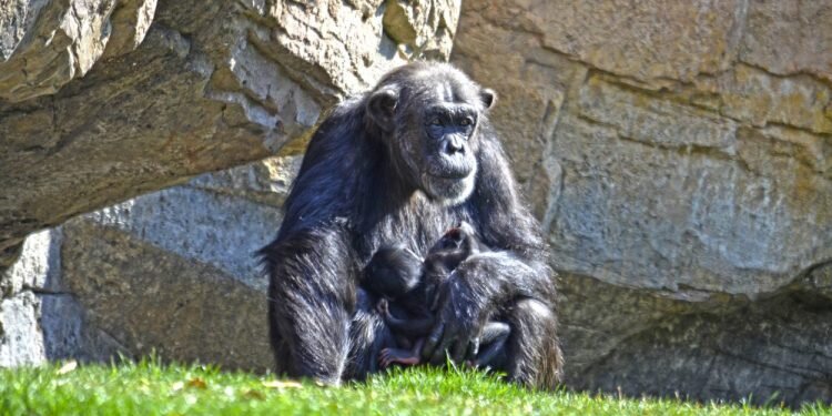 Este fin de semana BIOPARC Valencia celebra el 11º aniversario y comienzan a salir los “bebés” mellizos de chimpancé
