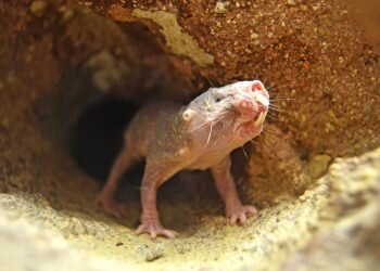 Nace en BIOPARC Valencia una camada de la rata con “el secreto de la eterna juventud”