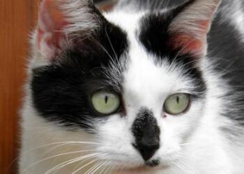 Los veterinarios valencianos recuerdan la importancia de desparasitar y vacunar a los gatos que no salen de casa