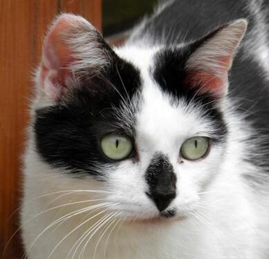 Los veterinarios valencianos recuerdan la importancia de desparasitar y vacunar a los gatos que no salen de casa