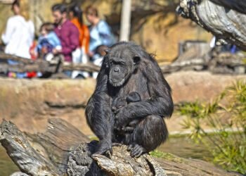 BIOPARC Valencia presenta sus hitos para 2019