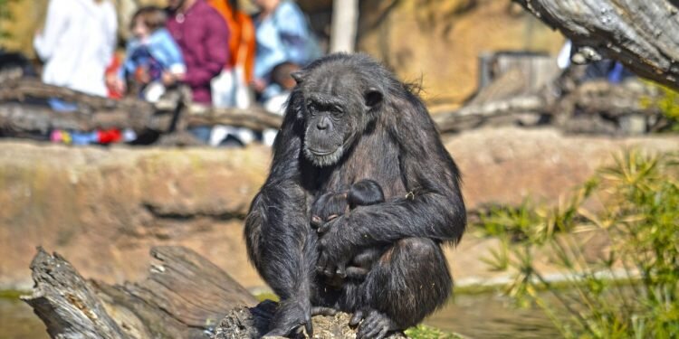 BIOPARC Valencia presenta sus hitos para 2019