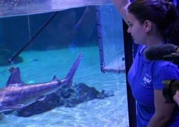 Tiburones toman El Oceanogràfic: más de cien ejemplares forman en València «la colección más amplia de Europa»