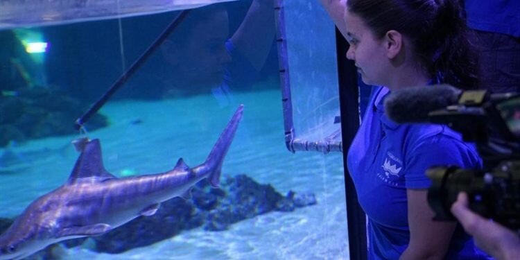 Tiburones toman El Oceanogràfic: más de cien ejemplares forman en València «la colección más amplia de Europa»
