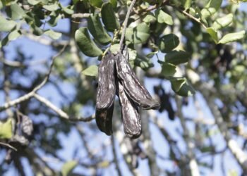 Estas son las propiedades de la algarroba, un ‘superalimento’ que vive su segunda juventud