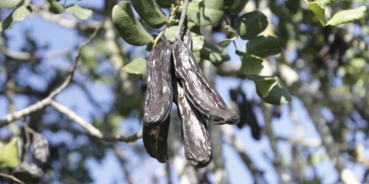 Estas son las propiedades de la algarroba, un ‘superalimento’ que vive su segunda juventud