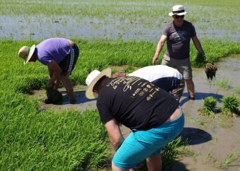 Festa de la “Plantà de L’arròs”, Tancat L’Estell con arroces Tartana en El Palmar, Valencia