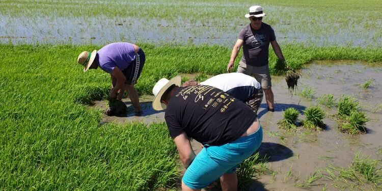 Festa de la “Plantà de L’arròs”, Tancat L’Estell con arroces Tartana en El Palmar, Valencia