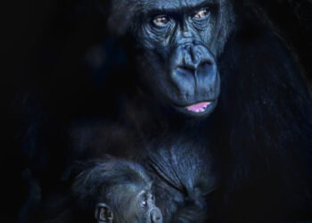 Exposición fotográfica “Instantáneas de los gorilas” en BIOPARC Valencia