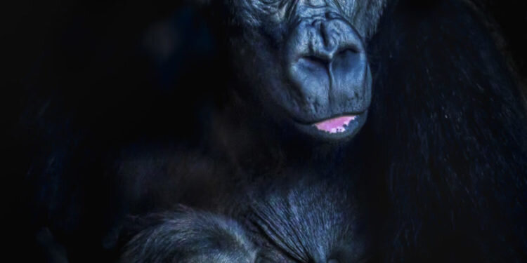 Exposición fotográfica “Instantáneas de los gorilas” en BIOPARC Valencia