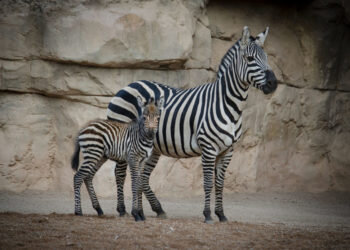 Nace una cebra en BIOPARC Valencia y este domingo será el 15º Desfile para adoptar perros abandonados