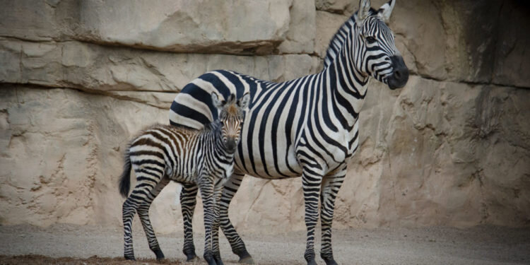 Nace una cebra en BIOPARC Valencia y este domingo será el 15º Desfile para adoptar perros abandonados