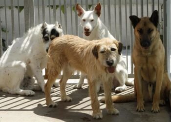 Felcan organiza una feria animalista y recaudará dinero para el nuevo refugio en Torrent