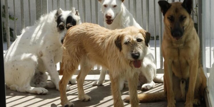 Felcan organiza una feria animalista y recaudará dinero para el nuevo refugio en Torrent