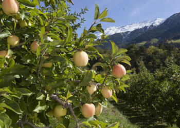 A pesar de la llegada de nuevas variedades, la Golden Delicious sigue reinando entre las manzanas