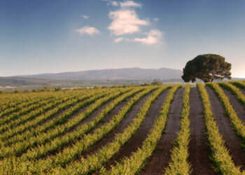Sierra Norte, premio ‘Eduardo Mestres’ a la mejor bodega del año 
