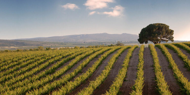 Sierra Norte, premio ‘Eduardo Mestres’ a la mejor bodega del año