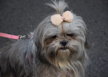 Hoy se ha celebrado la tradicional bendición de la fiesta de san Antonio Abad en València