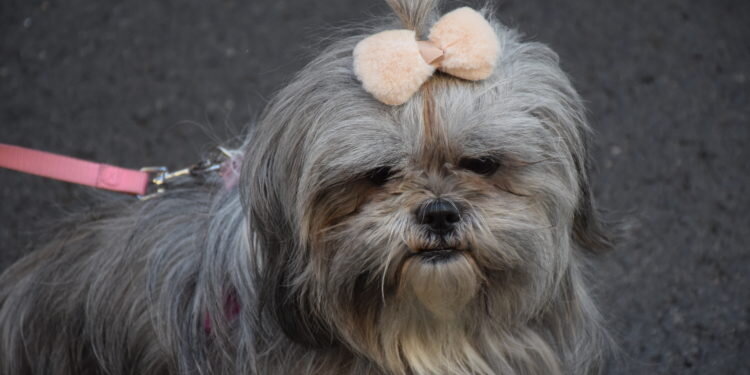 Hoy se ha celebrado la tradicional bendición de la fiesta de san Antonio Abad en València