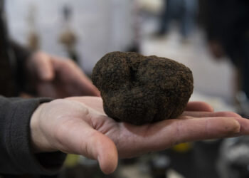 Culla será epicentro trufícola este fin de semana con la XVII Mostra de la Trufa