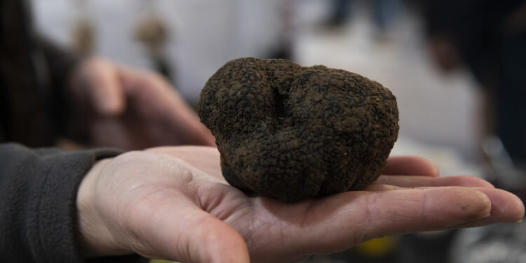 Culla será epicentro trufícola este fin de semana con la XVII Mostra de la Trufa