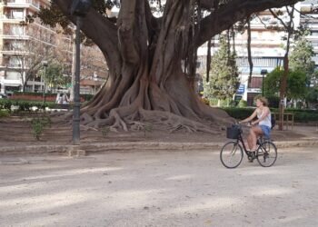 Ruta de los Árboles Monumentales y Singulares en la ciudad de València