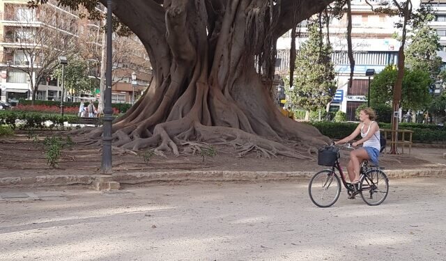 Ruta de los Árboles Monumentales y Singulares en la ciudad de València