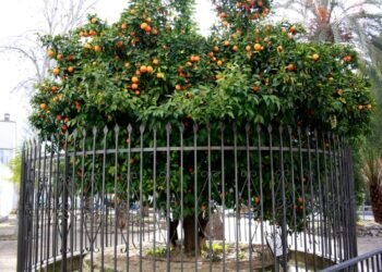 Un naranjo plantado al revés por la beata Inés