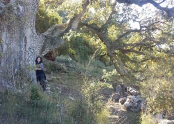 El Bosque de los gigantes.