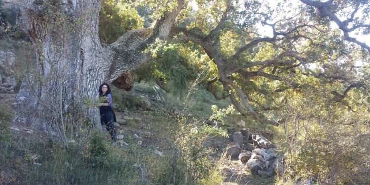 El Bosque de los gigantes.