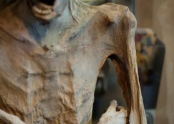 Qué fue de la momia andina del Almudín de Valencia