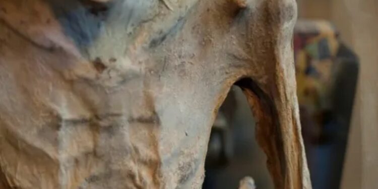 Qué fue de la momia andina del Almudín de Valencia