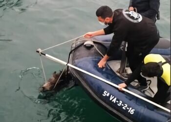 Sorpresa al avistar un jabalí nadando en la Marina de Valencia